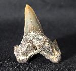 Cretalamna borealis (PRIEM 1897) - Bild &copy; FossNet FossilienStore